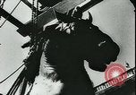 Immagine di Statue di cavalli Francia, 1944, secondo 12 filmato di repertorio 65675065424