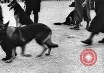 Standbild dog show Norwegen, 1941, aus Sekunde 4 historischem Filmmaterial Videoclip 65675065470
