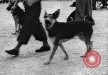 Standbild dog show Norwegen, 1941, aus Sekunde 5 historischem Filmmaterial Videoclip 65675065470