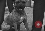 Standbild dog show Norwegen, 1941, aus Sekunde 14 historischem Filmmaterial Videoclip 65675065470