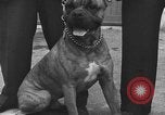 Standbild dog show Norwegen, 1941, aus Sekunde 15 historischem Filmmaterial Videoclip 65675065470