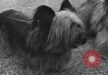 Standbild dog show Norwegen, 1941, aus Sekunde 16 historischem Filmmaterial Videoclip 65675065470