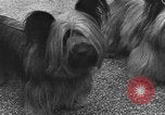 Standbild dog show Norwegen, 1941, aus Sekunde 17 historischem Filmmaterial Videoclip 65675065470