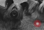 Standbild dog show Norwegen, 1941, aus Sekunde 18 historischem Filmmaterial Videoclip 65675065470