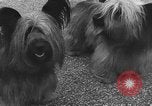 Standbild dog show Norwegen, 1941, aus Sekunde 19 historischem Filmmaterial Videoclip 65675065470