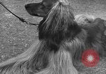 Standbild dog show Norwegen, 1941, aus Sekunde 20 historischem Filmmaterial Videoclip 65675065470