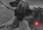 Standbild dog show Norwegen, 1941, aus Sekunde 21 historischem Filmmaterial Videoclip 65675065470