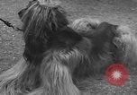 Standbild dog show Norwegen, 1941, aus Sekunde 22 historischem Filmmaterial Videoclip 65675065470