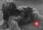 Standbild dog show Norwegen, 1941, aus Sekunde 23 historischem Filmmaterial Videoclip 65675065470