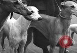 Standbild dog show Norwegen, 1941, aus Sekunde 24 historischem Filmmaterial Videoclip 65675065470