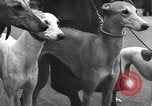 Standbild dog show Norwegen, 1941, aus Sekunde 25 historischem Filmmaterial Videoclip 65675065470