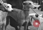 Standbild dog show Norwegen, 1941, aus Sekunde 26 historischem Filmmaterial Videoclip 65675065470