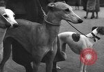 Standbild dog show Norwegen, 1941, aus Sekunde 27 historischem Filmmaterial Videoclip 65675065470