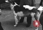 Standbild dog show Norwegen, 1941, aus Sekunde 28 historischem Filmmaterial Videoclip 65675065470