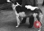 Standbild dog show Norwegen, 1941, aus Sekunde 29 historischem Filmmaterial Videoclip 65675065470