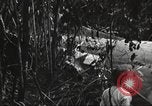 Image of burial of American fliers Burma, 1944, second 61 stock footage video 65675065506