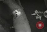 Image blessés de l'équipe de combat régimentaire 442traitées Belmont France, 1944, de la seconde 41 séquences d'archives historiques vidéo 65675065595