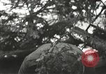 Image of American-Japanese infantry France, 1944, second 47 stock footage video 65675065608