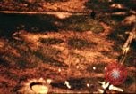 Immagine di Aerei americani Leyte Filippine, 1944, secondo 58 filmato di repertorio 65675065653