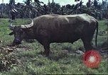 Image of native civilians Pacific Theater, 1944, second 3 stock footage video 65675065672