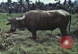 Image of native civilians Pacific Theater, 1944, second 4 stock footage video 65675065672