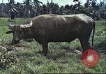 Image of native civilians Pacific Theater, 1944, second 5 stock footage video 65675065672