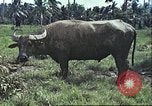 Image of native civilians Pacific Theater, 1944, second 6 stock footage video 65675065672