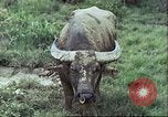 Image of native civilians Pacific Theater, 1944, second 7 stock footage video 65675065672