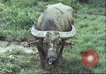 Image of native civilians Pacific Theater, 1944, second 8 stock footage video 65675065672