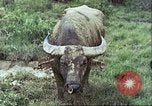 Image of native civilians Pacific Theater, 1944, second 9 stock footage video 65675065672