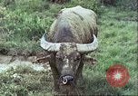 Image of native civilians Pacific Theater, 1944, second 10 stock footage video 65675065672