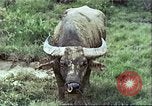 Image of native civilians Pacific Theater, 1944, second 11 stock footage video 65675065672