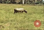Image of native village Pacific Theater, 1944, second 3 stock footage video 65675065674