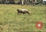 Image of native village Pacific Theater, 1944, second 4 stock footage video 65675065674