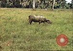 Image of native village Pacific Theater, 1944, second 5 stock footage video 65675065674