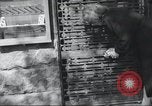 Standbild Reichstag Berlin Deutschland, 1949, aus Sekunde 10 historischem Filmmaterial Videoclip 65675065716