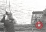 Image baleinier 'Océan Arctique, 1914, de la seconde 6 séquences d'archives historiques vidéo 65675065850