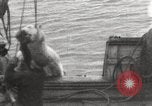 Image baleinier 'Océan Arctique, 1914, de la seconde 11 séquences d'archives historiques vidéo 65675065850