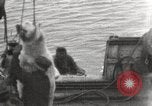 Image baleinier 'Océan Arctique, 1914, de la seconde 17 séquences d'archives historiques vidéo 65675065850