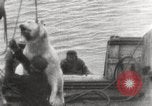Image baleinier 'Océan Arctique, 1914, de la seconde 19 séquences d'archives historiques vidéo 65675065850