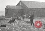Image Harbour l'île Herschel Canada, 1914, de la seconde 58 séquences d'archives historiques vidéo 65675065851