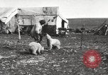 Image oursons polaires l'île Banks Canada, 1914, de la seconde 12 séquences d'archives historiques vidéo 65675065853