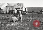 Image oursons polaires l'île Banks Canada, 1914, de la seconde 13 séquences d'archives historiques vidéo 65675065853