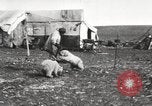 Image oursons polaires l'île Banks Canada, 1914, de la seconde 14 séquences d'archives historiques vidéo 65675065853