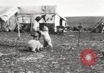 Image oursons polaires l'île Banks Canada, 1914, de la seconde 15 séquences d'archives historiques vidéo 65675065853