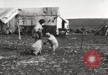 Image oursons polaires l'île Banks Canada, 1914, de la seconde 17 séquences d'archives historiques vidéo 65675065853