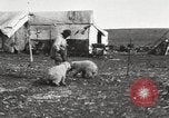 Image oursons polaires l'île Banks Canada, 1914, de la seconde 18 séquences d'archives historiques vidéo 65675065853