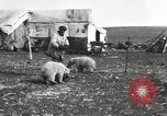Image oursons polaires l'île Banks Canada, 1914, de la seconde 19 séquences d'archives historiques vidéo 65675065853
