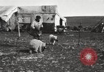 Image oursons polaires l'île Banks Canada, 1914, de la seconde 20 séquences d'archives historiques vidéo 65675065853