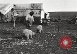 Image oursons polaires l'île Banks Canada, 1914, de la seconde 21 séquences d'archives historiques vidéo 65675065853
